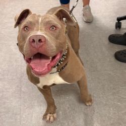 Shelter Stray Male Dog last seen , Animal Care & Control Team of Philly, 111 W Hunting Park Ave, Philadelphia, PA 19140, USA