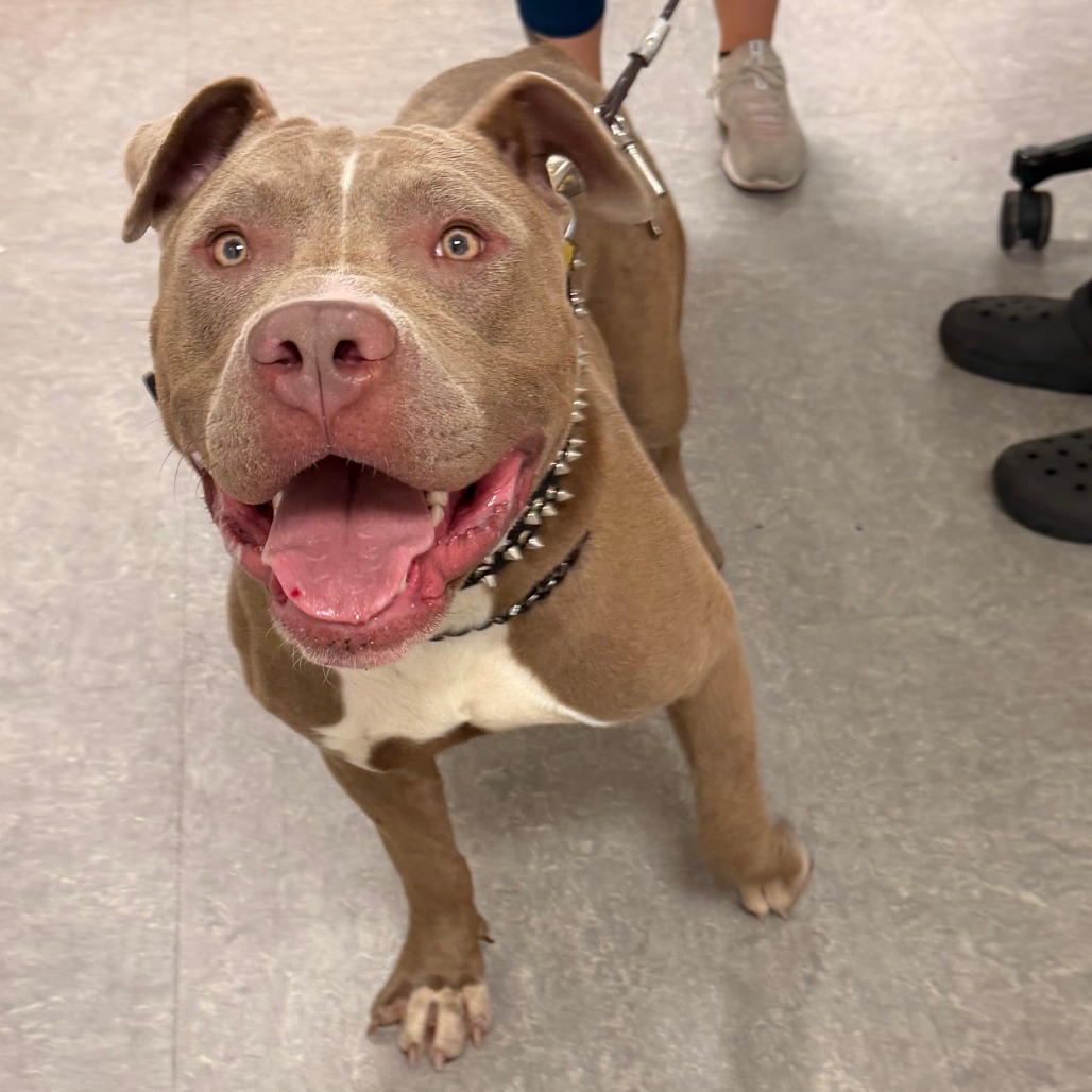 Shelter Stray Male Dog last seen , Animal Care & Control Team of Philly, 111 W Hunting Park Ave, Philadelphia, PA 19140, USA