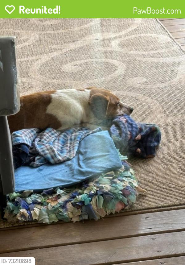 Reunited Unknown Dog last seen Bleakhouse Road, Hickory Ridge, VA 22936