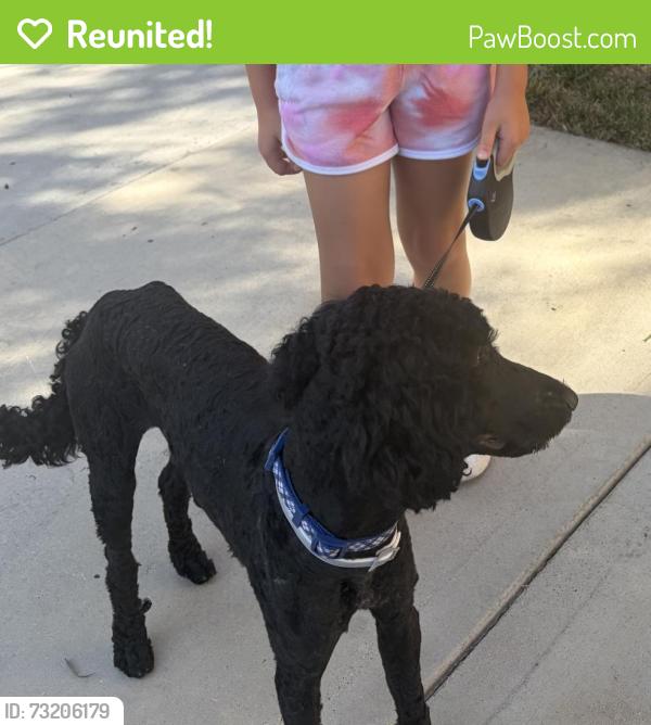 Reunited Male Dog last seen Irvine center drive and Jeffrey, Irvine, CA 92604