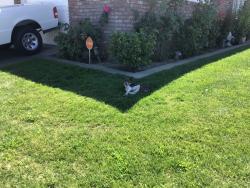 Found/Stray Male Dog last seen powers st, Manteca, CA 95336