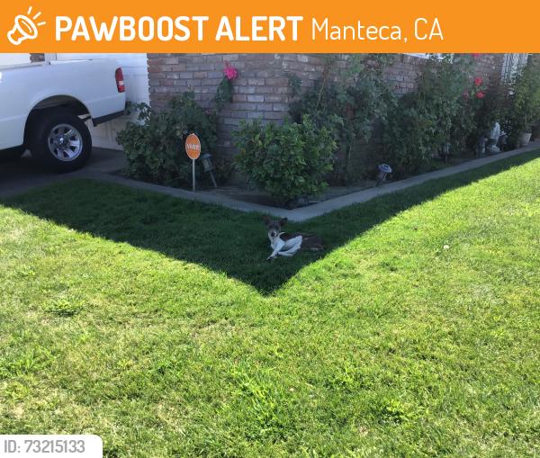 Found/Stray Male Dog last seen powers st, Manteca, CA 95336