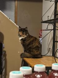 Reunited Female Cat last seen 26th street by 27th and burnham, Milwaukee, WI 53204