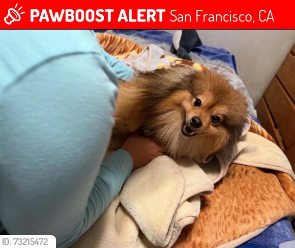 Lost Male Dog last seen Kiska rd San Francisco ca, San Francisco, CA 94124
