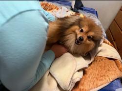 Lost Male Dog last seen Kiska rd San Francisco ca, San Francisco, CA 94124