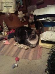 Lost Female Cat last seen Emil, Saint Paul, MN 55126