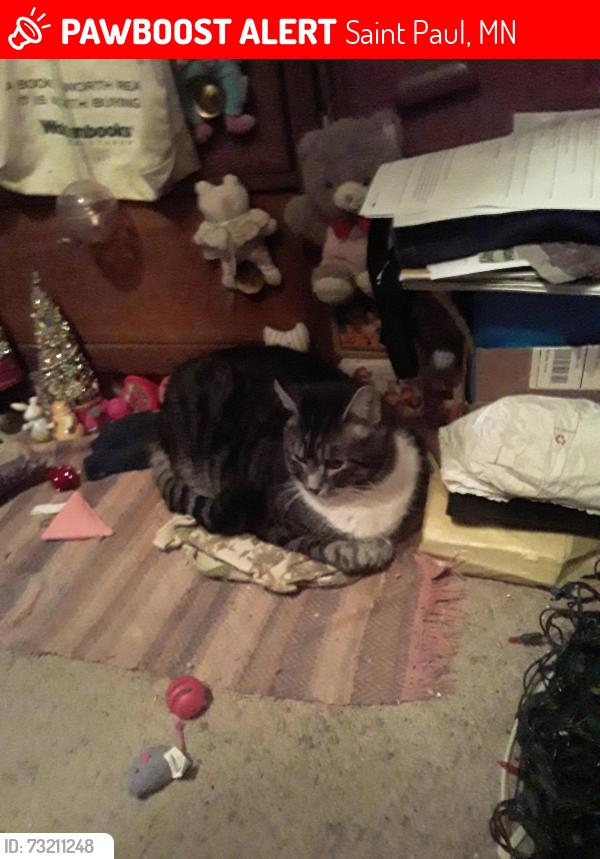 Lost Female Cat last seen Emil, Saint Paul, MN 55126