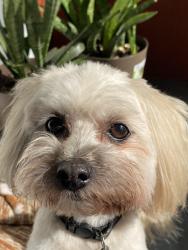 Reunited Male Dog last seen Lincoln Elementary, Lakeland, FL 33805
