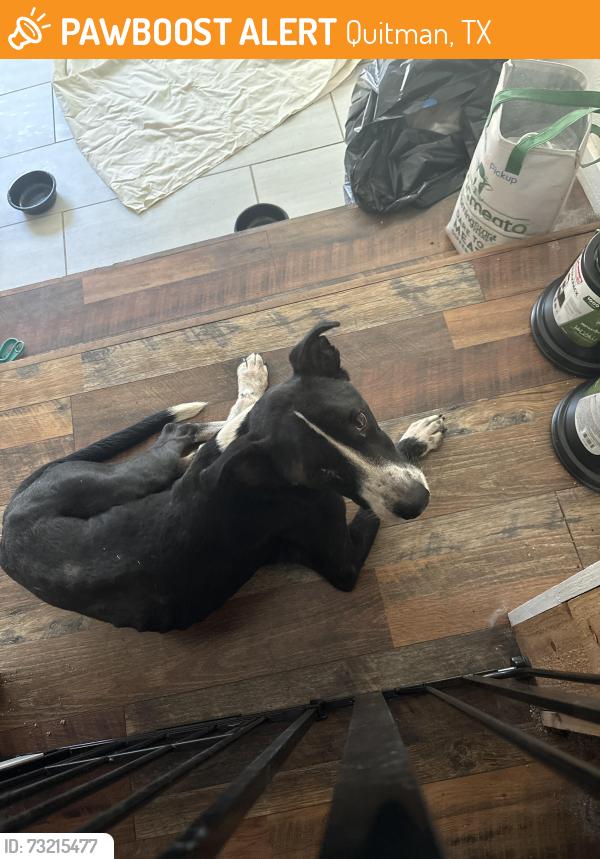 Found/Stray Male Dog last seen Lane Street, Quitman, TX 75783