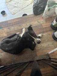 Found/Stray Male Dog last seen Lane Street, Quitman, TX 75783