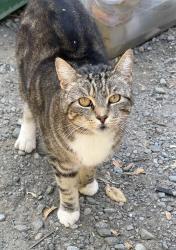 Found/Stray Female Cat last seen Near Collins Ave. Richmond CA, Richmond, CA 94806