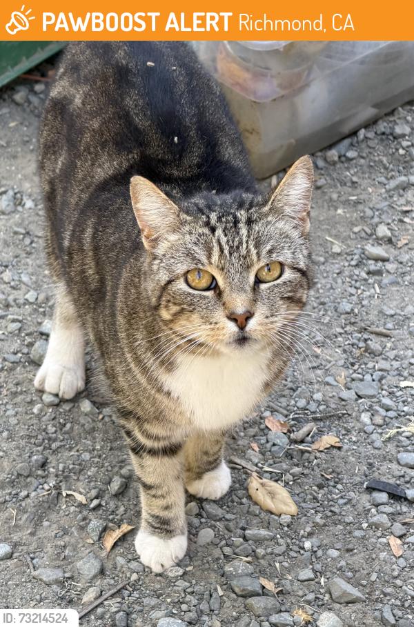 Found/Stray Female Cat last seen Near Collins Ave. Richmond CA, Richmond, CA 94806