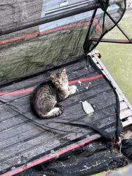 Found/Stray Unknown Cat last seen Behind a building, she cant get out, West New York, NJ 07093