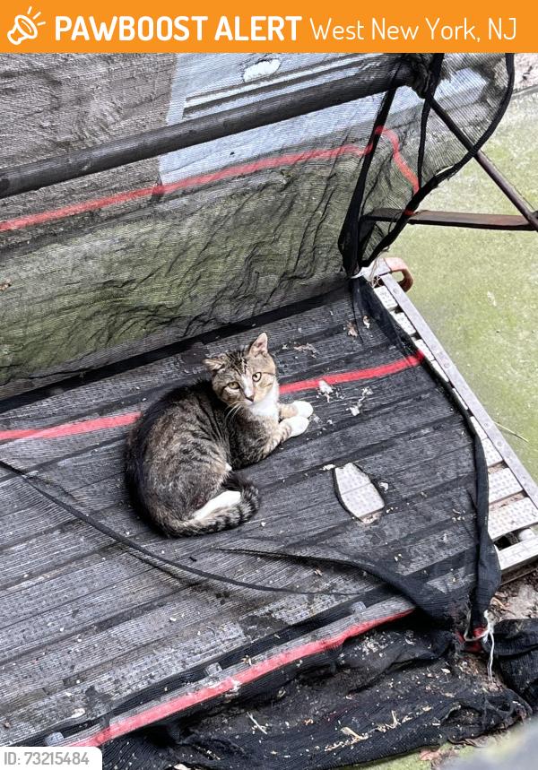Found/Stray Unknown Cat last seen Behind a building, she cant get out, West New York, NJ 07093