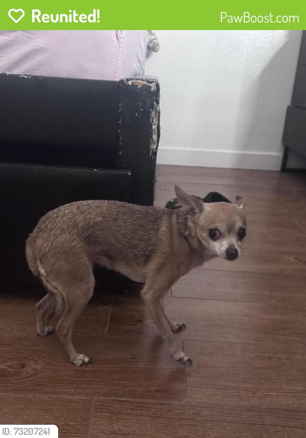 Reunited Male Dog last seen Hubbard, East Los Angeles, CA 90022