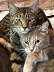 Lost Female Cat last seen Cairo Bend and Smith Road, Lebanon, TN 37087