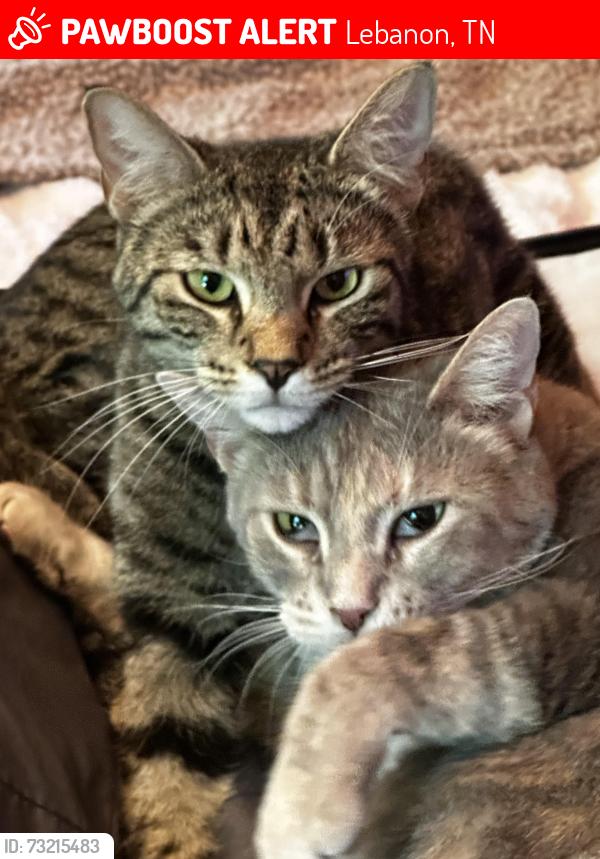 Lost Female Cat last seen Cairo Bend and Smith Road, Lebanon, TN 37087
