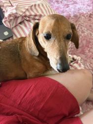 Reunited Male Dog last seen Maxwell Dr, Lewisville, TX 75077, USA, Lewisville, TX 75077