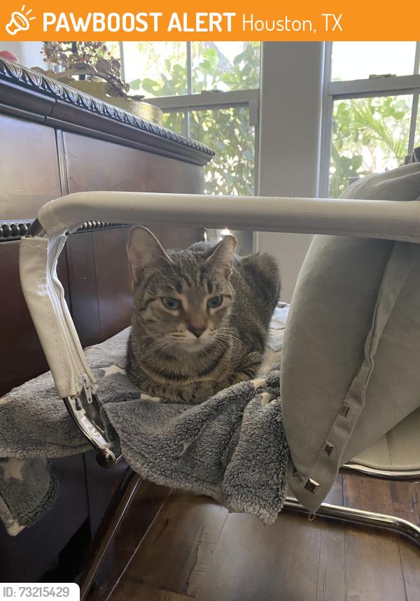 Found/Stray Female Cat last seen Ranchstone Dr, Houston, TX 77064