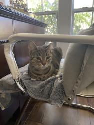 Found/Stray Female Cat last seen Ranchstone Dr, Houston, TX 77064