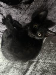 Lost Male Cat last seen Near Sawtell ave, Brockton, MA 02302