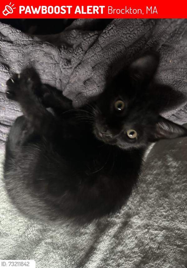 Lost Male Cat last seen Near Sawtell ave, Brockton, MA 02302