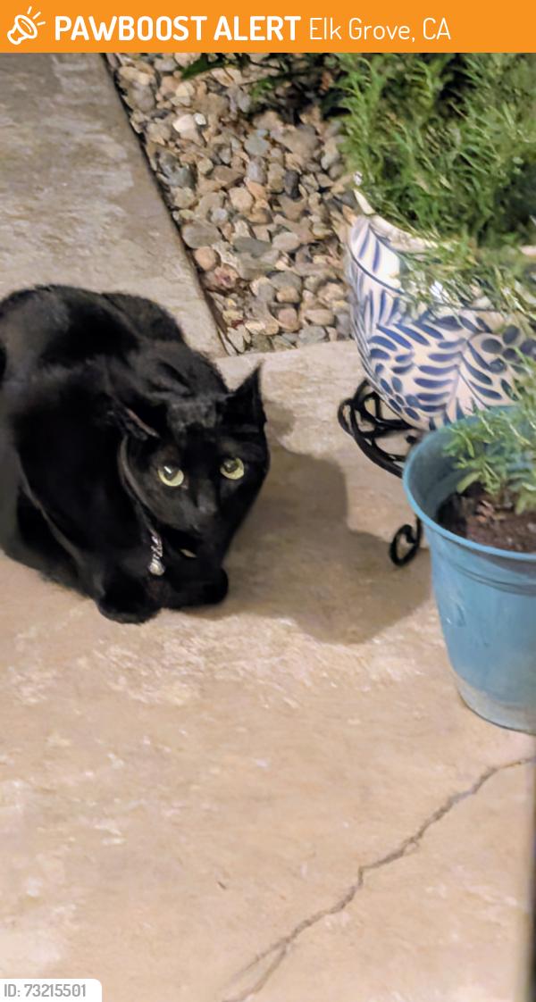 Found/Stray Unknown Cat last seen Near Bowmont Way, Elk Grove, CA 95758