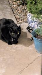Found/Stray Unknown Cat last seen Near Bowmont Way, Elk Grove, CA 95758