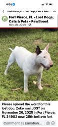 Lost Male Dog last seen 25th and bell ave, Fort Pierce South, FL 34981