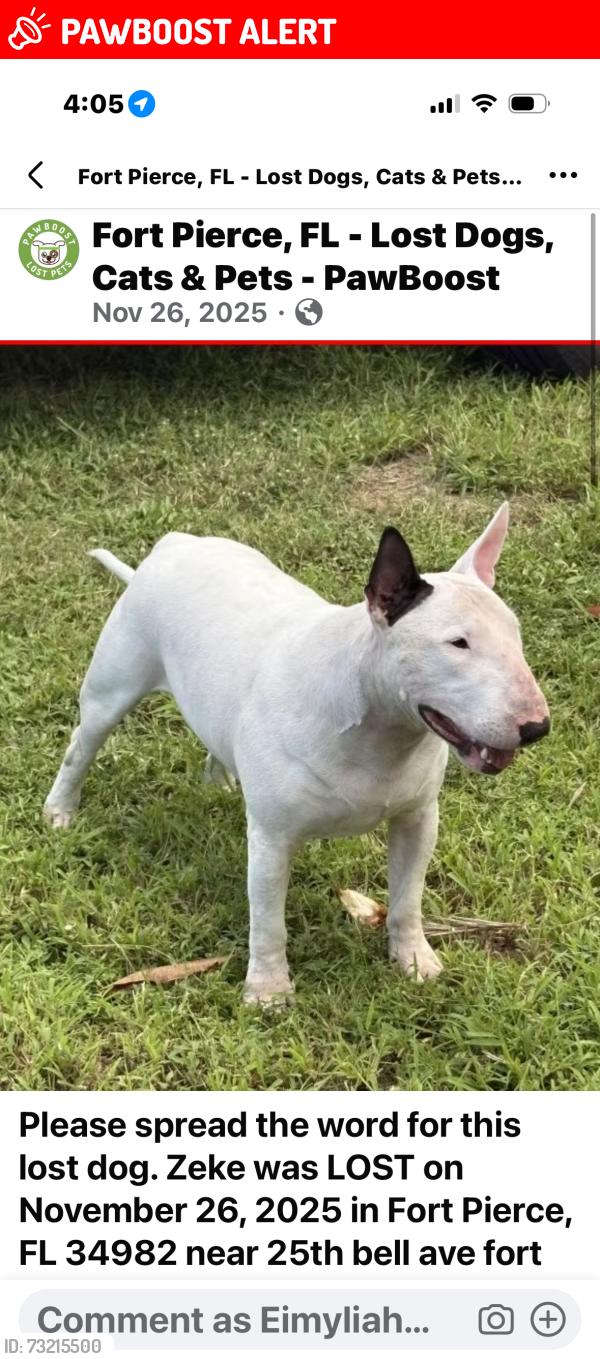 Lost Male Dog last seen 25th and bell ave, Fort Pierce South, FL 34981