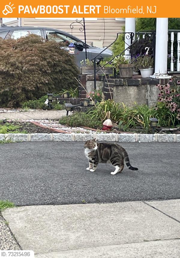 Found/Stray Unknown Cat last seen Broughton Ave, Bloomfield, NJ 07003