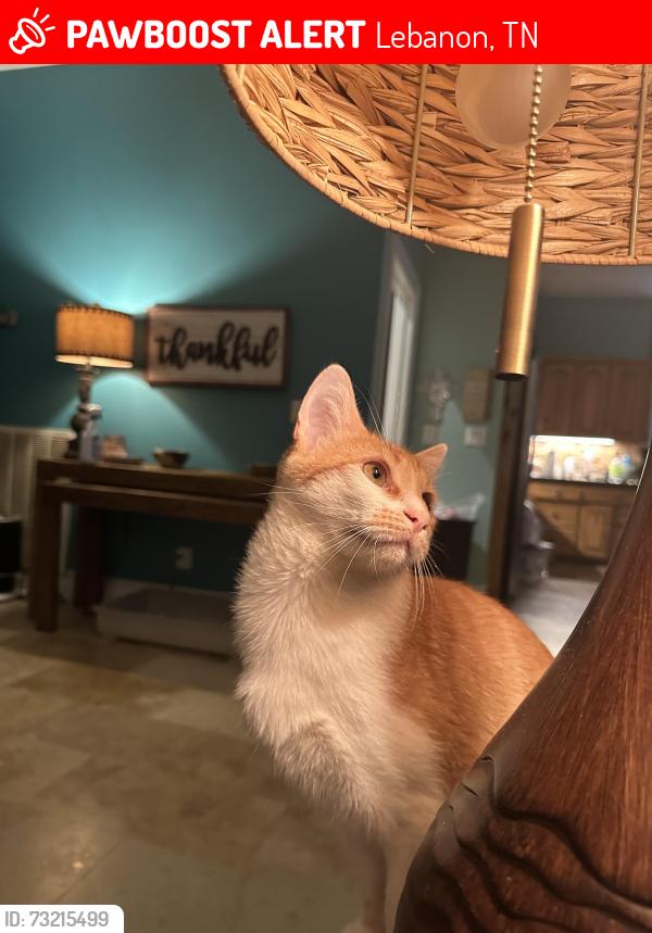 Lost Male Cat last seen Cairo Bend Road and Smith Road, Lebanon, TN 37087