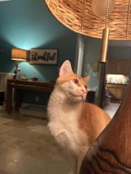 Lost Male Cat last seen Cairo Bend Road and Smith Road, Lebanon, TN 37087