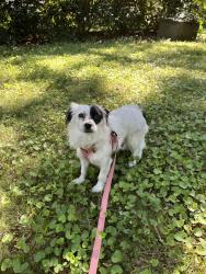Lost Female Dog last seen Country Ln & Whispering Creek Dr, King, NC 27021