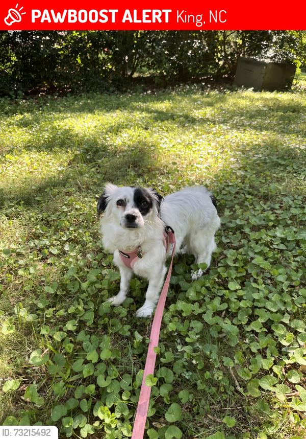 Lost Female Dog last seen Country Ln & Whispering Creek Dr, King, NC 27021