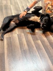 Found/Stray Female Dog last seen Erskine and N Salem Ave, Lubbock, TX 79415