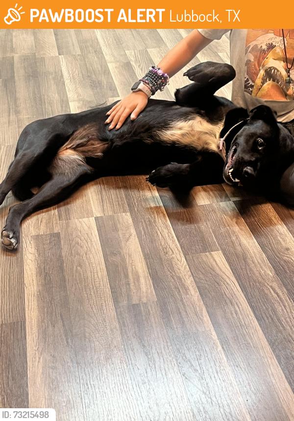 Found/Stray Female Dog last seen Erskine and N Salem Ave, Lubbock, TX 79415