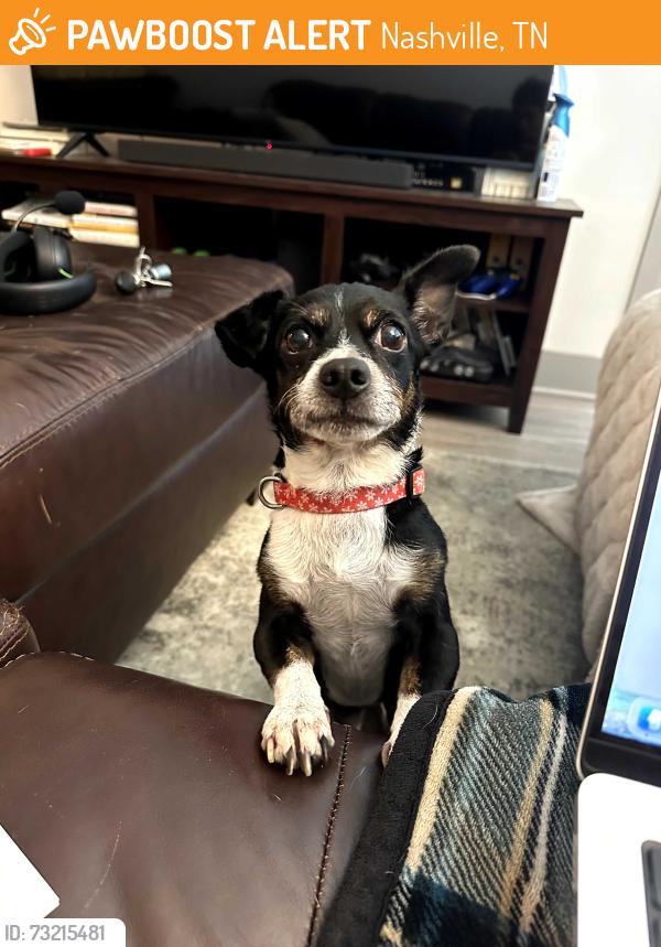 Found/Stray Male Dog last seen Near Abberly Foundry apmts, Nashville, TN 37203
