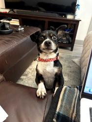 Found/Stray Male Dog last seen Near Abberly Foundry apmts, Nashville, TN 37203