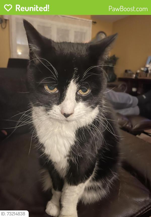 Reunited Female Cat last seen Green St, Northborough, MA 01532