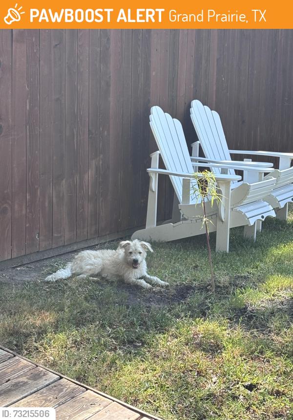 Found/Stray Male Dog last seen Browning and crane, Grand Prairie, TX 75052