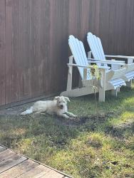 Found/Stray Male Dog last seen Browning and crane, Grand Prairie, TX 75052