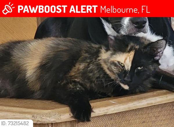Lost Female Cat last seen Espanola, Melbourne, FL 32901
