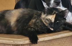 Lost Female Cat last seen Espanola, Melbourne, FL 32901
