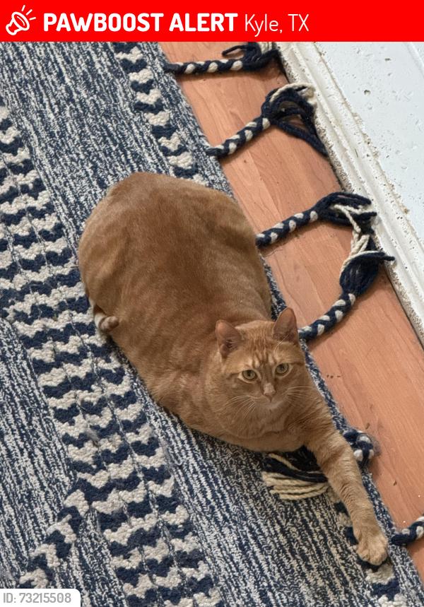 Lost Male Cat last seen Near Firwood s, Kyle, TX 78640