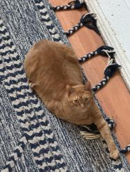 Lost Male Cat last seen Near Firwood s, Kyle, TX 78640