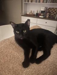 Reunited Male Cat last seen Near Pine Grove Dr m, Brockton, MA 02301