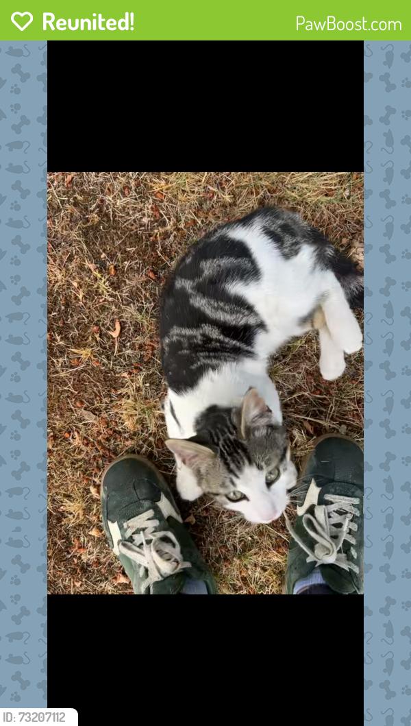 Reunited Male Cat last seen Binghamton st, Rainier, WA 98576