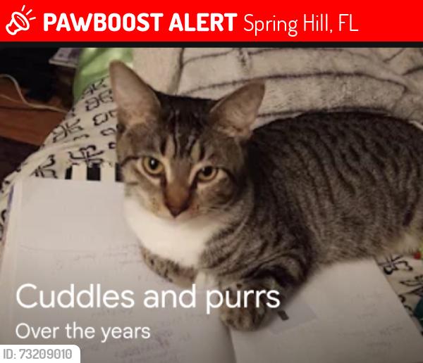 Lost Male Cat last seen Panama n Centennial, Spring Hill, FL 34609