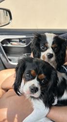 Reunited Unknown Dog last seen Riverside Drive & Loop 337, New Braunfels, TX 78130